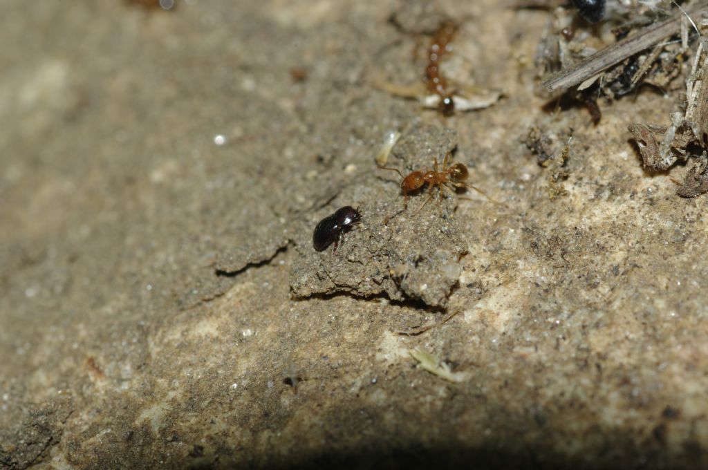 Coleottero - Thorictus sp. (Dermestidae)